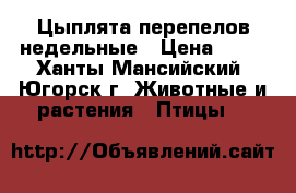 Цыплята перепелов недельные › Цена ­ 35 - Ханты-Мансийский, Югорск г. Животные и растения » Птицы   